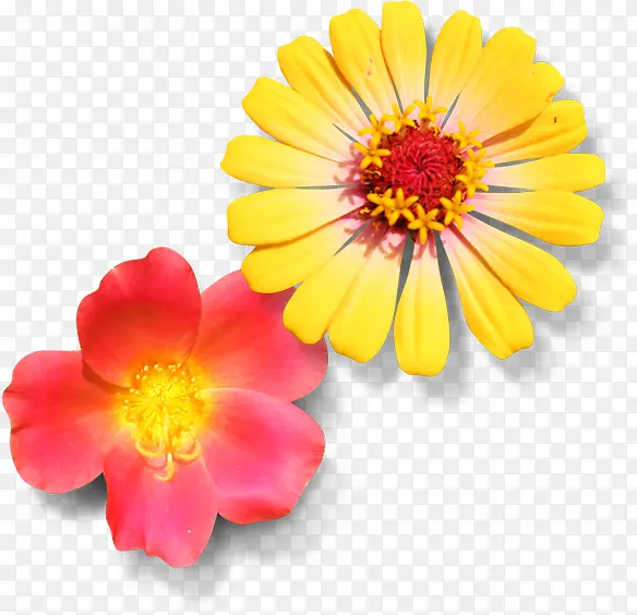 黄粉色春季清新小花装饰
