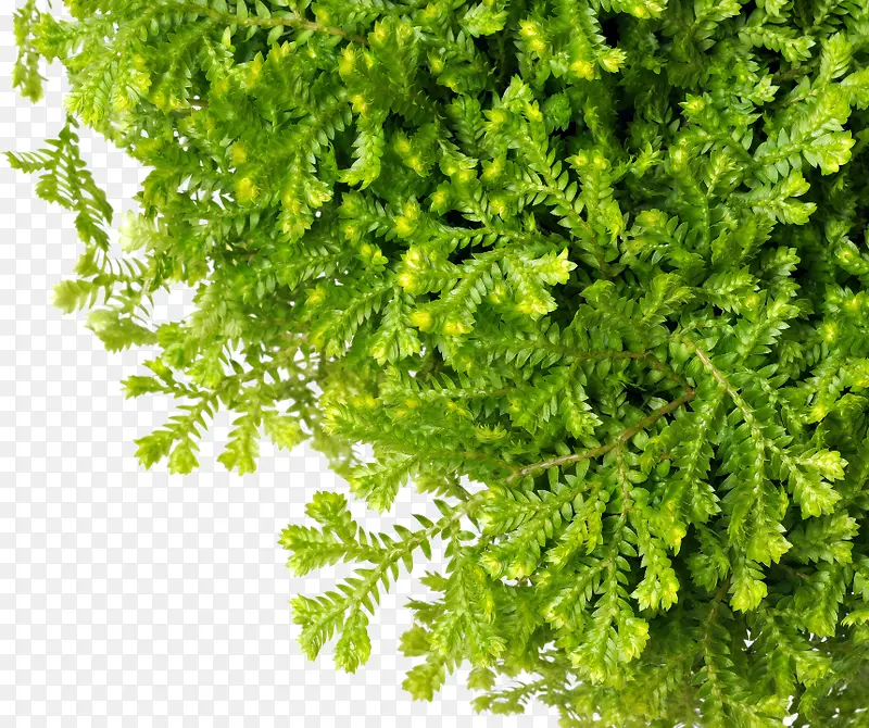 绿色植物PNG图片素材下载_图片编号10514474-PNG素材网