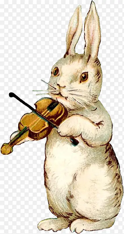 小提琴兔子