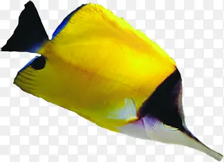 海底世界动物黄色鱼