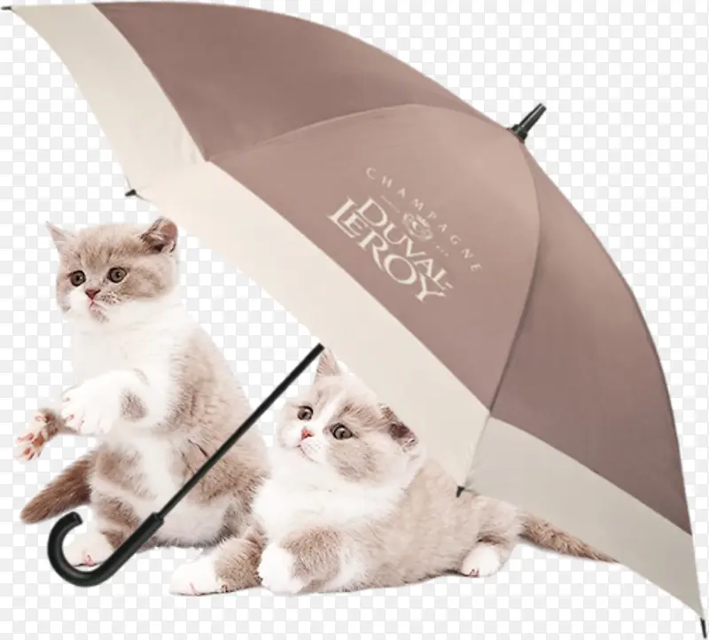 雨伞猫咪
