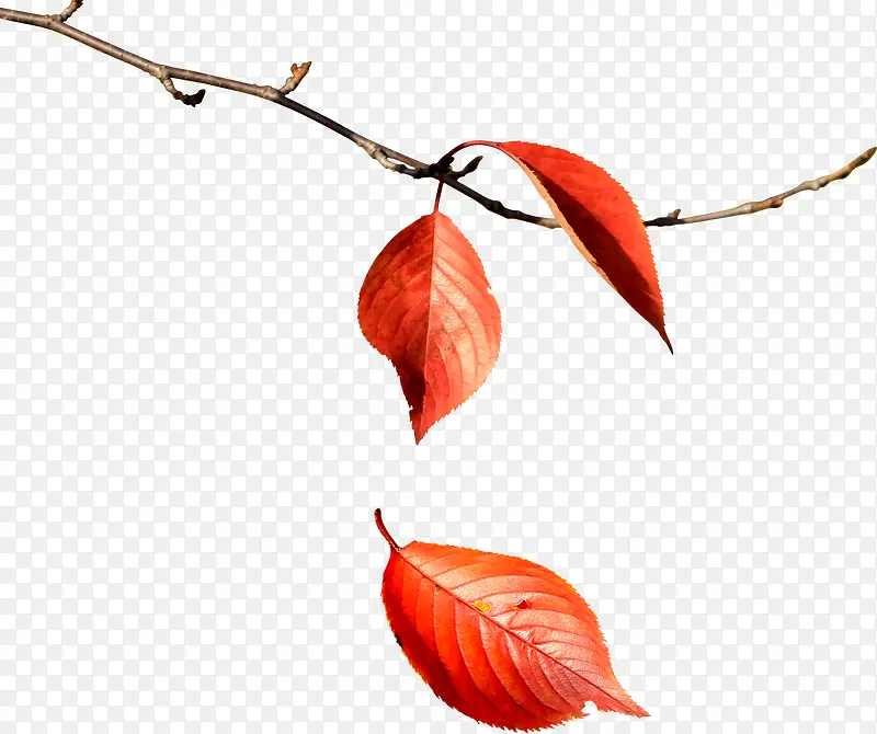 高清红色树叶落叶