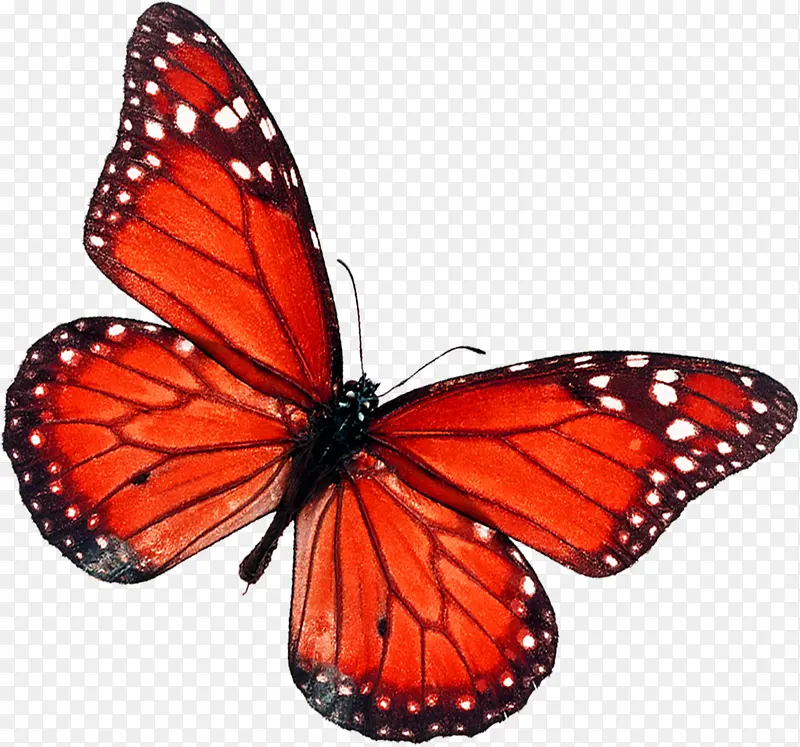 红色蝴蝶装饰图标