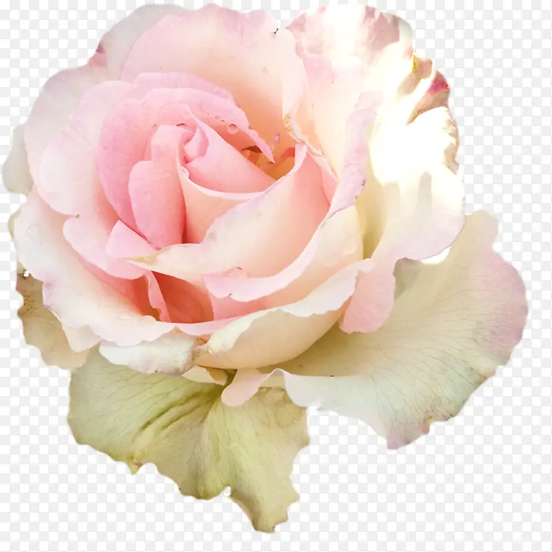 花白色玫瑰花