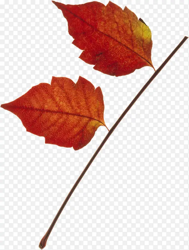 红色秋季树叶装饰