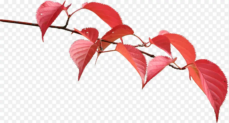 红色春秋树叶风景