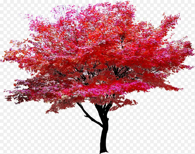 开学季红色树叶大树