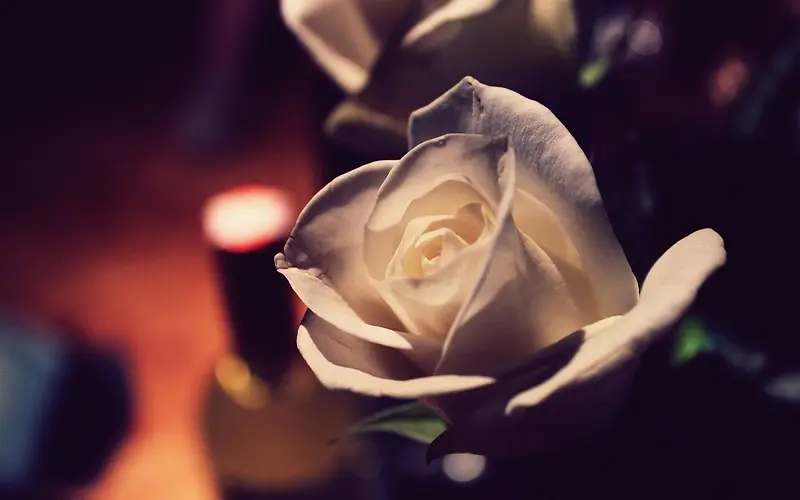 白色玫瑰花夜景壁纸