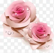粉白色露珠玫瑰七夕
