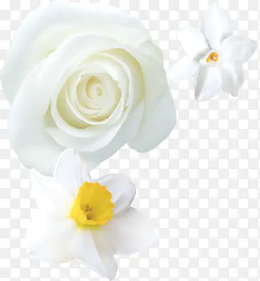 白玫瑰白色水仙