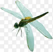 唯美荷塘蜻蜓昆虫