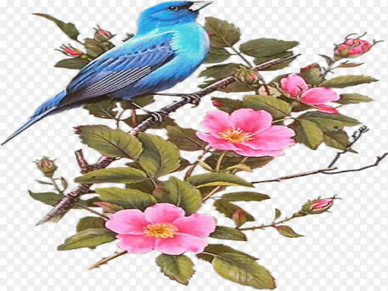 粉花蓝色鸟