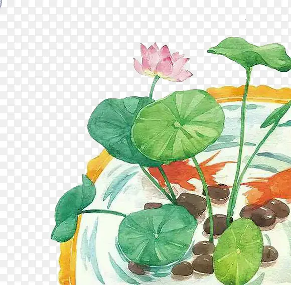 荷花