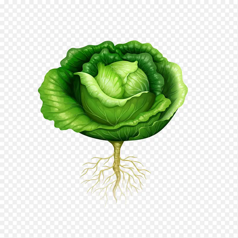 绿色包菜