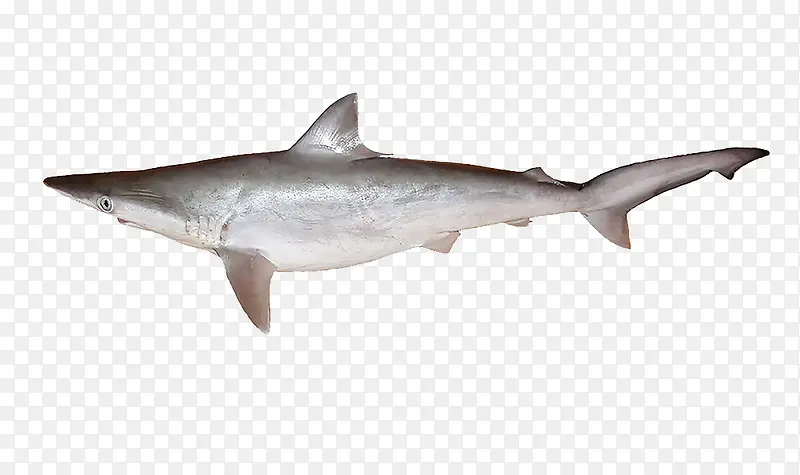 灰星鲨免抠素材