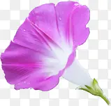 紫色新鲜喇叭花风景