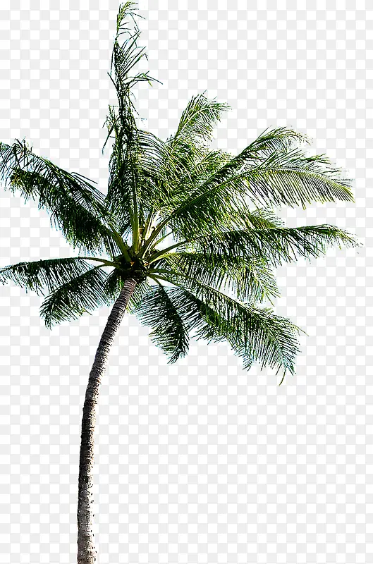 摄影风景区的椰子树