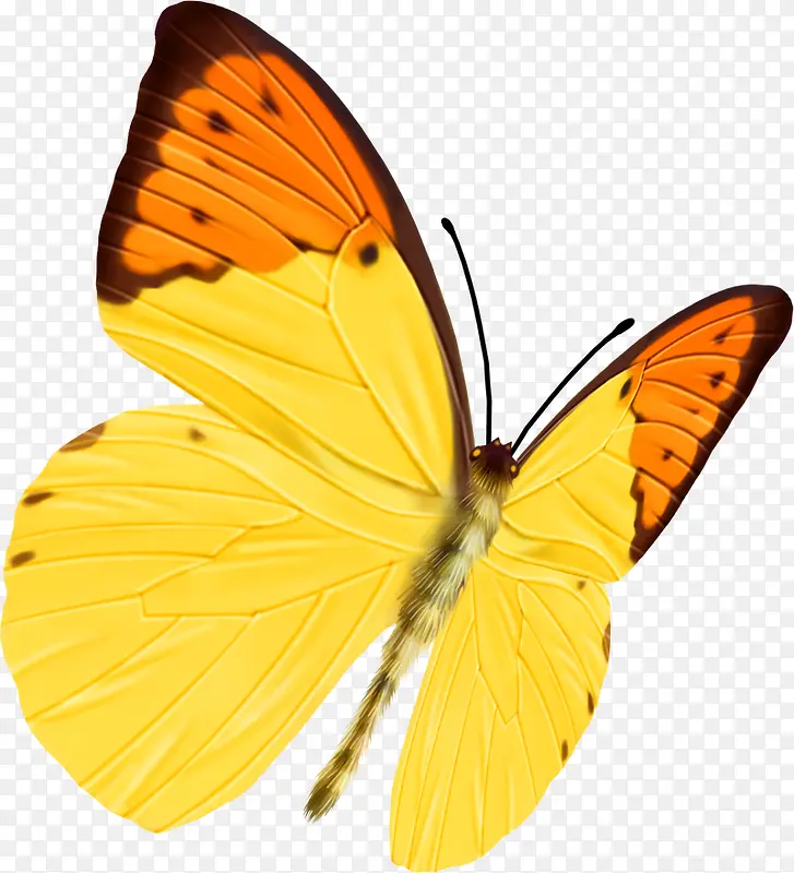 创意合成飞舞的黄色蝴蝶造型