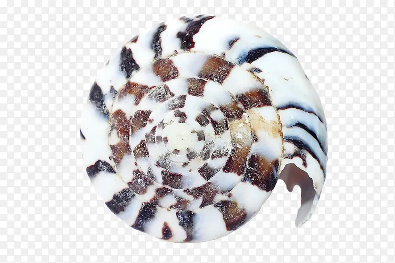 斑马纹贝壳