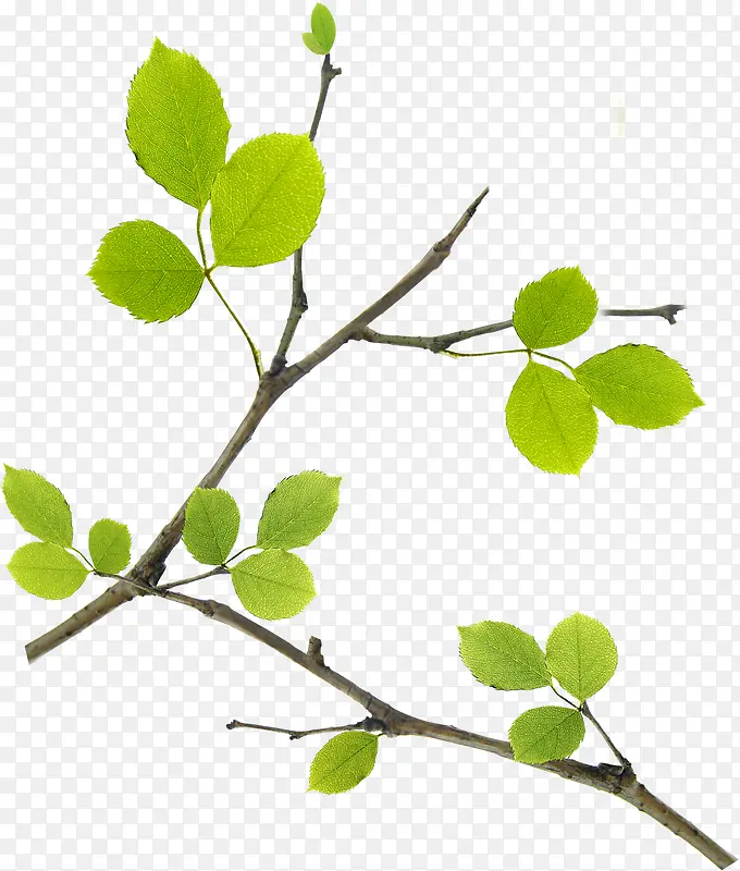 春季清新绿叶树枝装饰植物