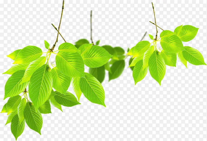 春季文艺植物树叶PNG图片素材下载_图片编号10534159-PNG素材网