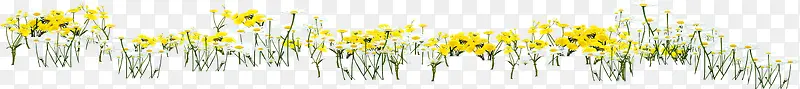 春季黄色花海植物