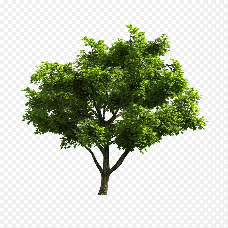 png树木 1