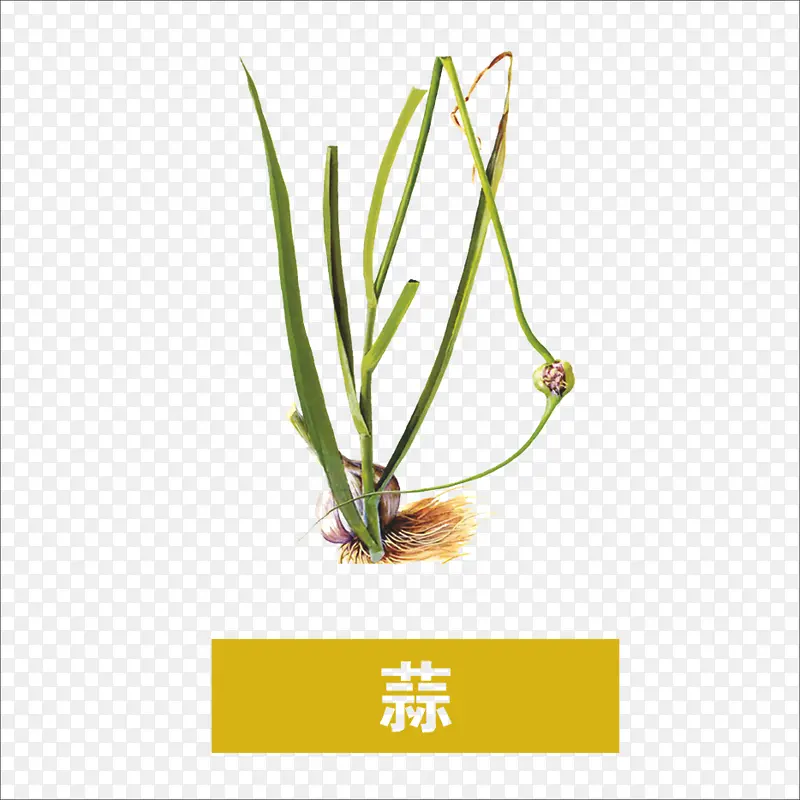 蒜