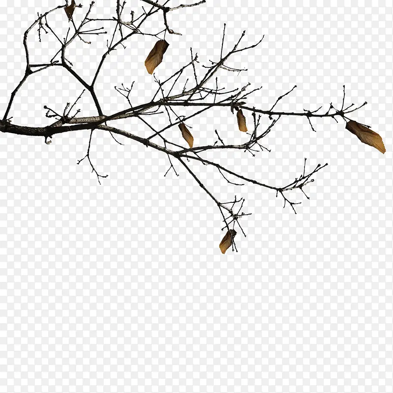 植物素材PNG图片素材下载_图片编号10537081-PNG素材网