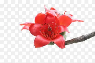 红色花朵干树坛小花