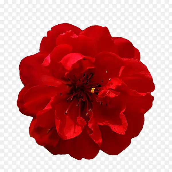 山茶花红色花朵装饰