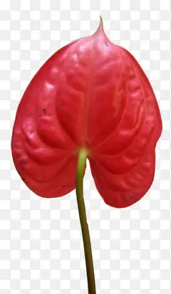 红色花朵花枝装饰