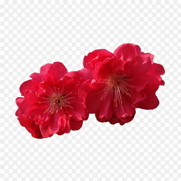 红色花朵植物