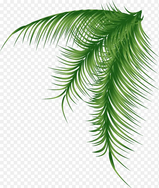 免抠透明绿色椰树叶
