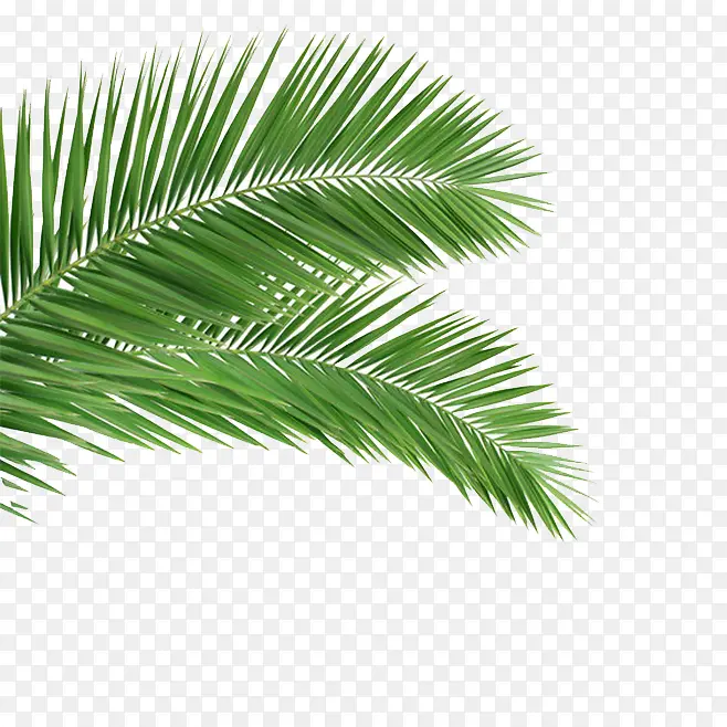 椰子树叶植物绿色