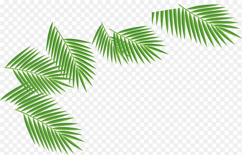 绿色椰子树叶海报