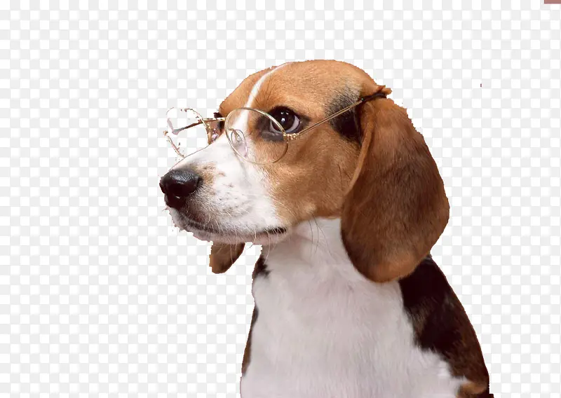 戴眼镜的腊肠犬