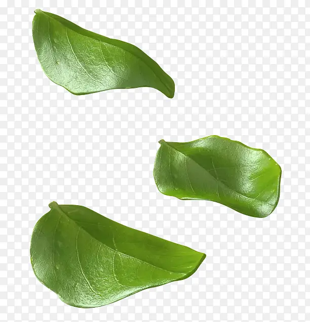 叶子绿叶漂浮