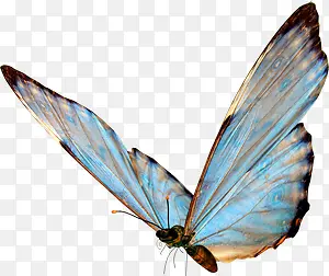 合成立绘飞舞的蓝色蝴蝶