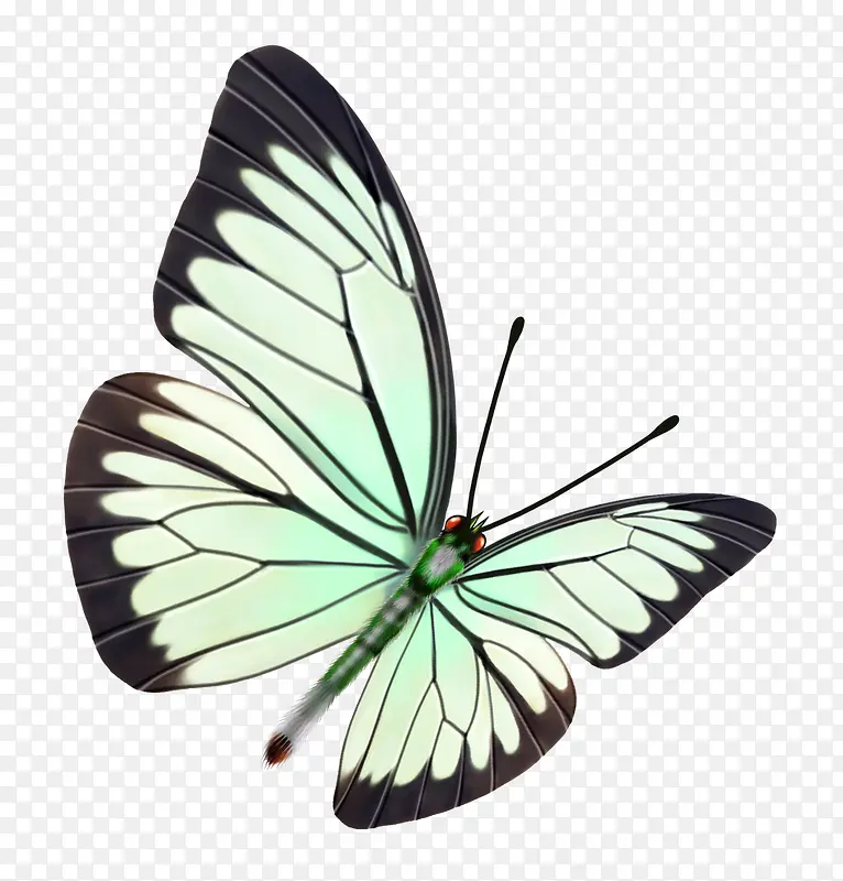 蝴蝶