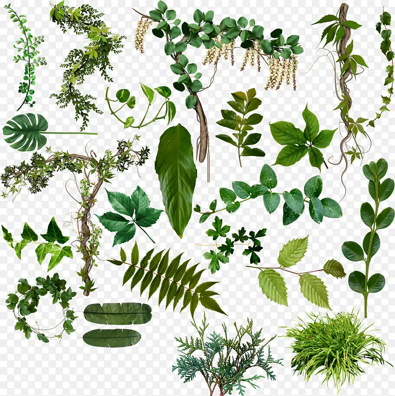 多款绿叶植物装饰
