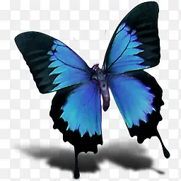 蝴蝶图标蓝色翅膀图标