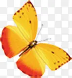 黄色飞舞的蝴蝶摄影效果