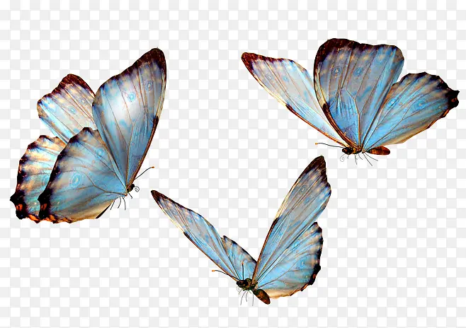 蝴蝶蓝色翅膀的蝴蝶
