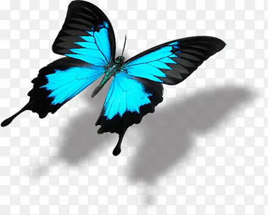 蓝色美景蝴蝶创意造型