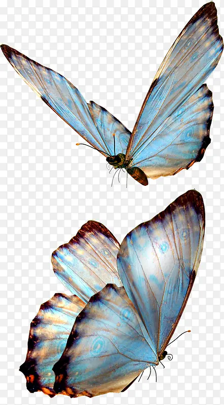 高清创意摄影蓝色的蝴蝶