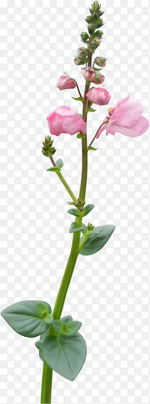 粉红花朵花枝装饰图片