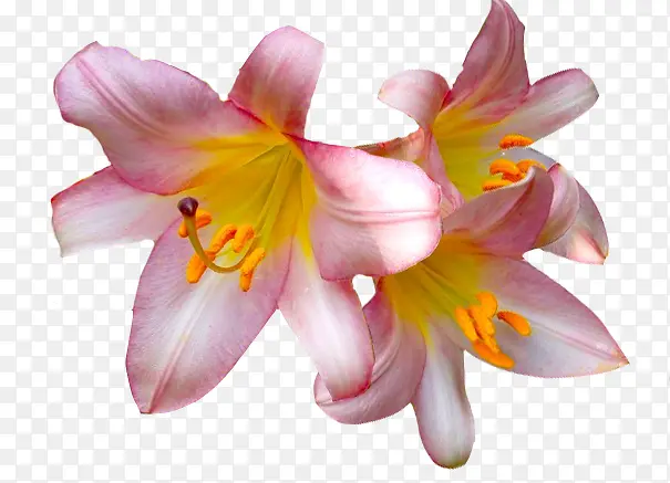 粉红花朵花蕊装饰图片