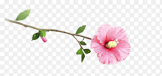 粉红花枝花朵图片