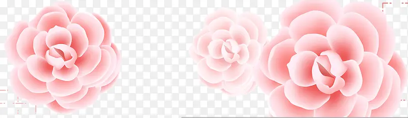 粉红绽放花朵